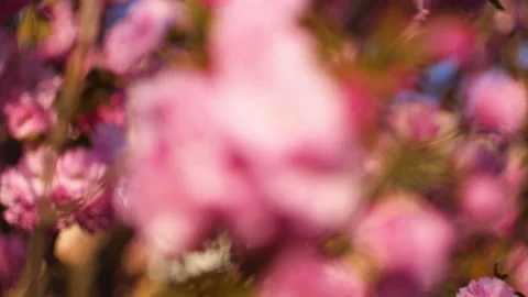 Flowers summertime focus blur tree branch blue sky blurry Stock Footage 130863201