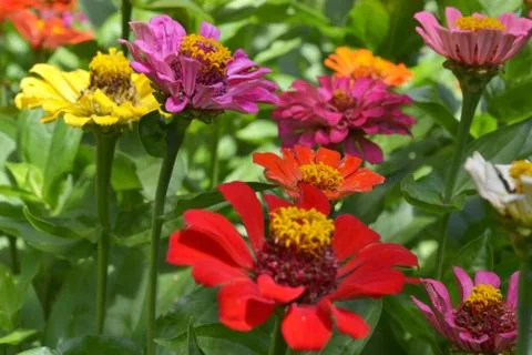 Flowers in summertime Stock Photos