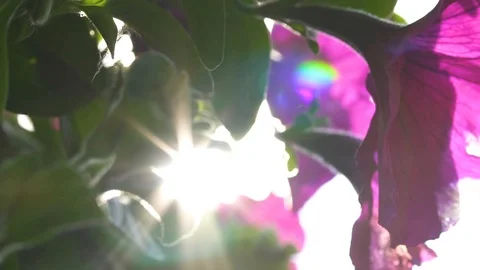 Flowers with sun flare 스톡 동영상 90230918