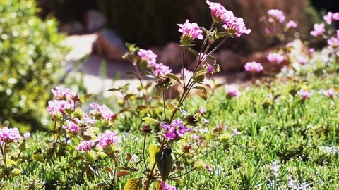 Flowers in the sun Stock Footage 89684247