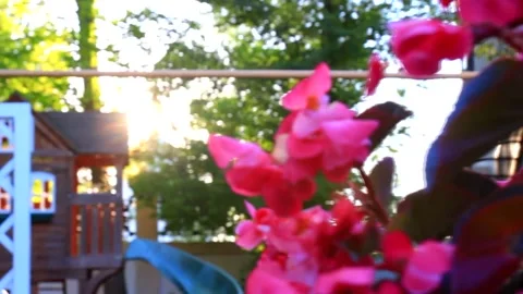 Flowers in the sun Stock Footage