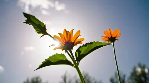 Flowers in the sun Stock Footage 257866337