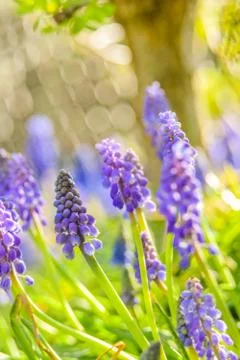Flowers in sun 写真素材