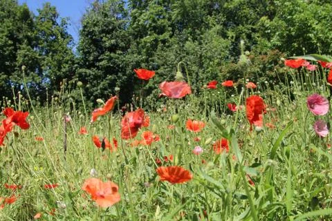  Flowers in the sun. Stock-Fotos