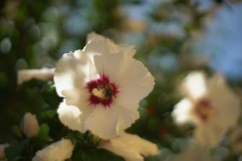 Flowers in the sun Foto stock