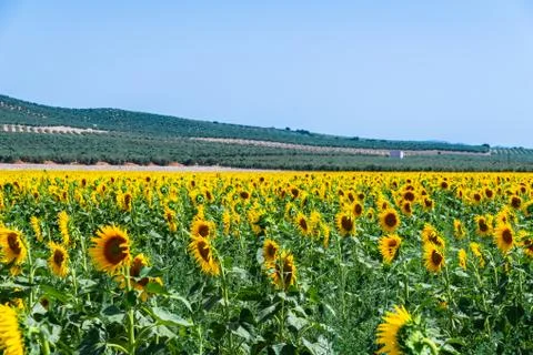 The flowers of a sunflower on a field full of flowers, beautiful yellow plant Stock Photos