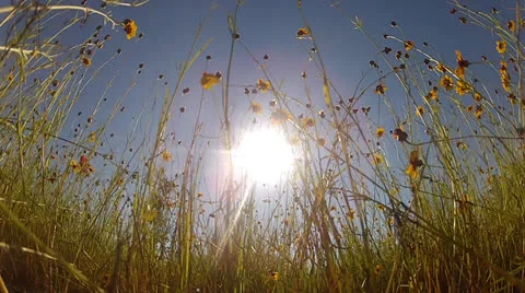 Flowers in the Sunlight on Blue Sky, static @4100% Stock Footage 25911569