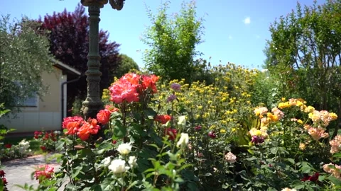 Flowers in sunlight Vídeo Stock 197630757