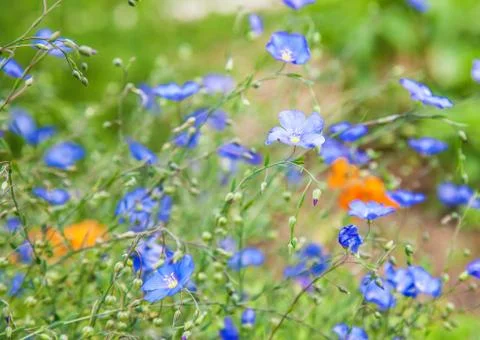 Flowers in sunlight Stock Photos