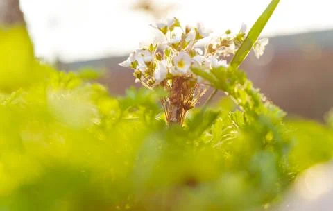 Flowers in the sunlight Stock Photos