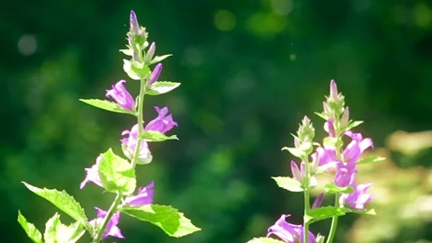 Flowers in Sunlight Summer Garden Stock Footage 132829101
