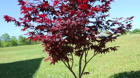 Flowers in Sunny backyard Stock Footage 274573772