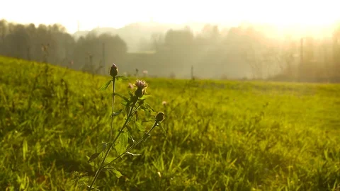 Flowers at sunset with back light 스톡 동영상 73287698
