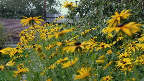 Flowers at sunset in the back yard Stock Footage 136250821