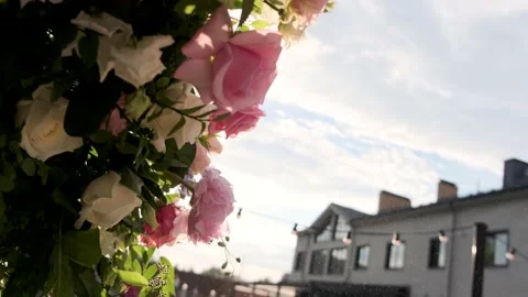 Flowers at sunset background atmospheric frame Stock Footage 136822761