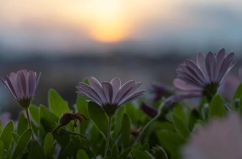 Flowers on the sunset background Stock-Fotos