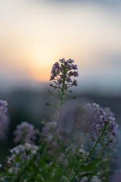 Flowers on the sunset background 스톡 사진