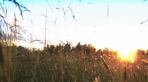 Flowers in the sunset field Stock Footage 39354741