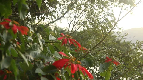 Flowers in sunset Video stock 38686325