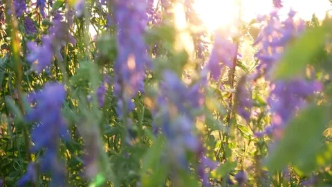 Flowers in sunset 動画素材 78186637