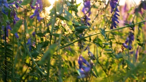 Flowers in sunset Stock Footage 78186645