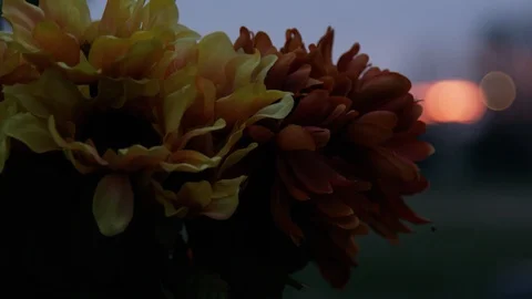 Flowers At Sunset Stock Footage 90424247