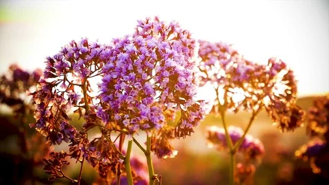 Flowers In The Sunset  Video stock 91015857