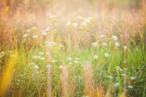 Flowers in sunset light Stock Photos