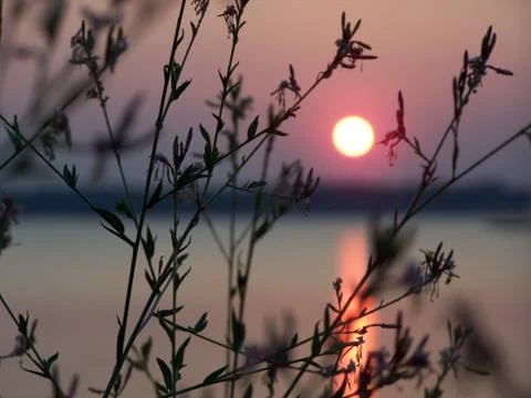 Flowers in sunset Stock Photos