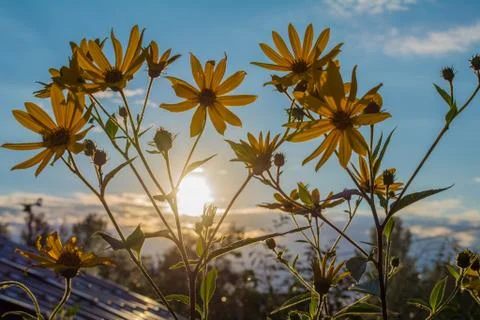 Flowers on the sunset Stock Photos