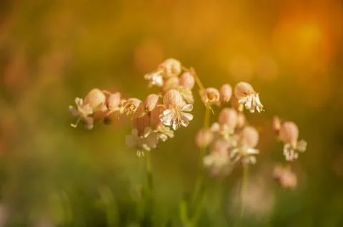 Flowers at sunset Stock Photos