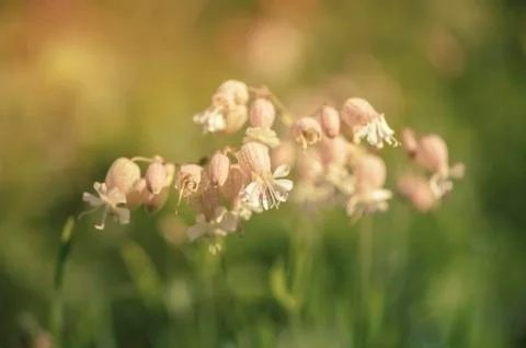 Flowers at sunset Stock Photos