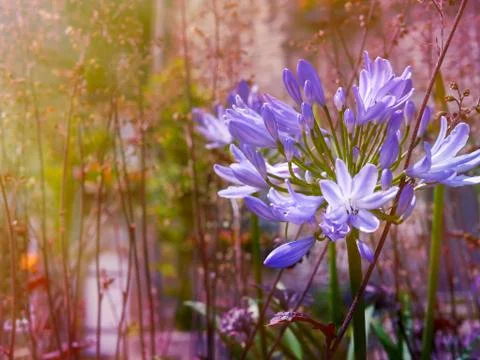 Flowers at sunset Stock Photos