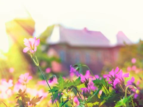 Flowers at sunset Stock Photos