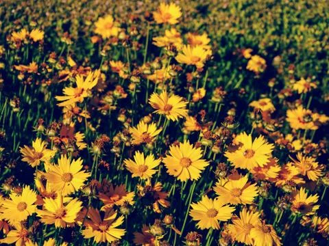 Flowers at sunset Stock Photos