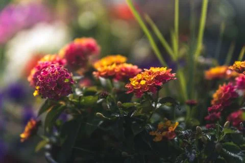 Flowers in sunset. Foto stock