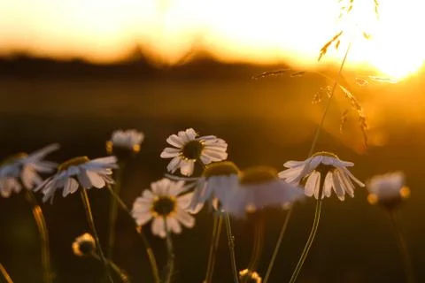 Flowers in sunset Stock Photos