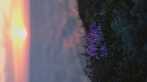 Flowers sunset sea. Stock Footage 195087318