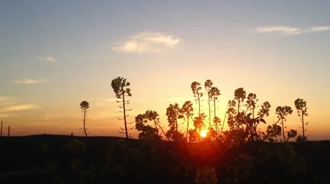 Flowers on sunset sky background Stock Footage 47945013