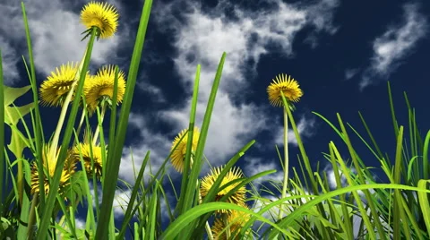 Flowers in the sunshine Video stock 1046304