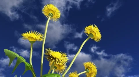 Flowers in the sunshine Stock Footage 1046379