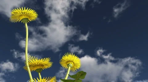 Flowers in the sunshine Stock Footage 1046415