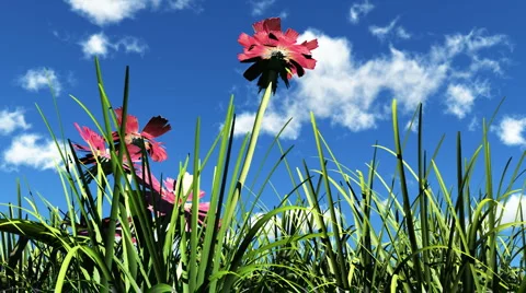 Flowers in the sunshine Stock Footage 1046621