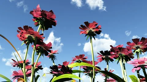 Flowers in the sunshine Stock Footage 1046637