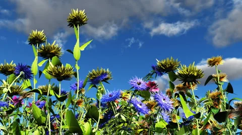 Flowers in the sunshine Stock Footage 1053143