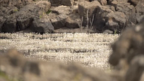 Flowers on the surface of the lake Vídeos de archivo 123875087