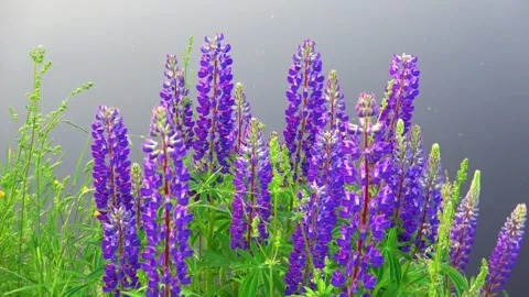 Flowers in the swamp Stock Footage 276876544