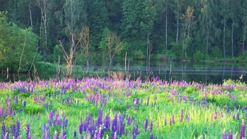 Flowers in the swamp Stock Footage 276876596