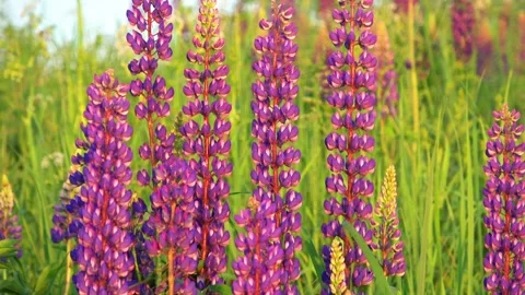 Flowers in the swamp Stock Footage 276876614