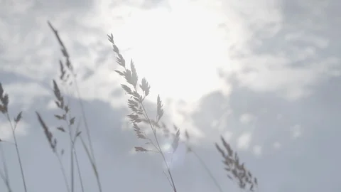 Flowers sway in the breeze Vídeo Stock 115440964